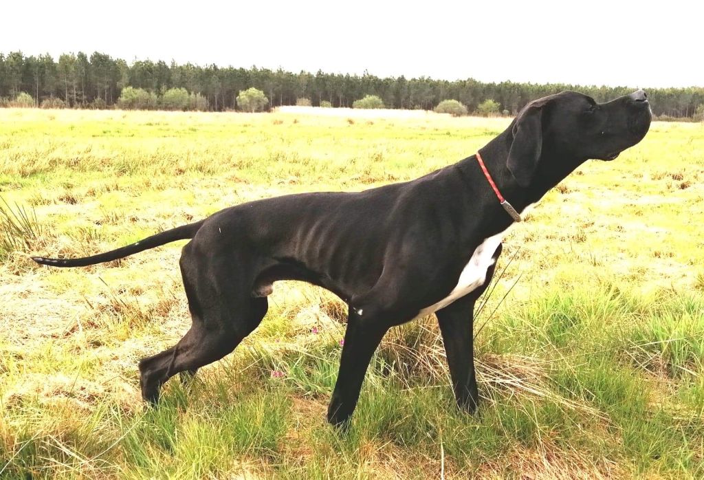 de Capagut - Negrita saillie par Nostromo