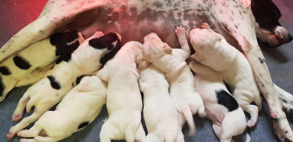 de Capagut - Chiots disponibles