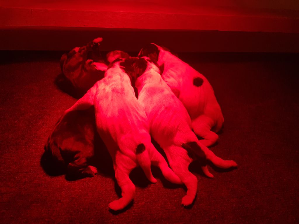 de Capagut - Naissance 7 chiots le 8 Mai